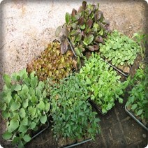 채소모종 상추 깻잎 삼채 토마토 수박 참외 콩 고추 호박 오이 기타채소모종, 상추20