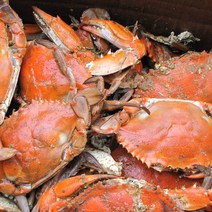 꽃게 당일조업 급랭 꽃게 숫게 소 대 사이즈 3 4미 1kg, 숫게(소)1kg, 1개