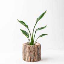 나루플랜트 공기정화식물+화분커버, 극락조(꽃피는)+화분커버