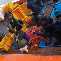 주문진산지직송 살아서 받아보는 살 꽉 찬 박달 홍게 5미(마리당400 g내외), 10마리