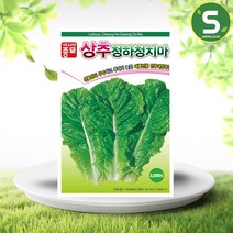솔림텃밭몰 아시아종묘 청치마상추씨앗 3000립 청하청치마상추 상추씨앗