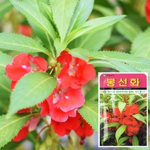 봉선화 씨앗 (500립) 꽃씨앗 꽃씨 봉숭아 꽃 씨앗, 1