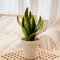 산세베리아 중품 토분 공기정화식물, 스팡 독일황토 + 토분받침
