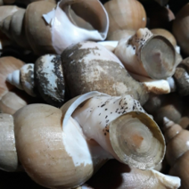 백고동 도매전문점 14500원 1kg 특가행사 할인중 진또베기 동해안 백고동 산지직송 구룡포에서 직접발송, 생물1kg소(28에서35미), 1개