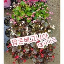 팝콘베고니아-대/팡팡 터지는 모습이 팝콘 베고니아