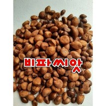 (영만수산)완도 비파나무 비파씨앗 비파씨 완도비파 1팩 100g, 1개