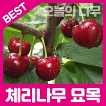 합리적 가격의 우수한 체리묘목(홍수봉 라핀 레기나 타이톤 등), 러시아8호 접목묘 상묘