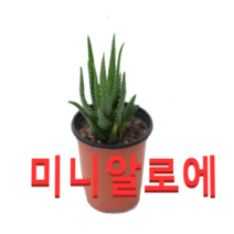 (성실농원A)미니알로에 화분(소) 2그루 공기정화식물, 1개