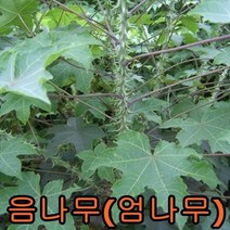 음나무(엄나무))2년생5그루.묘목.나무묘목.유실수.꽃나무.과실수.자두 음나무