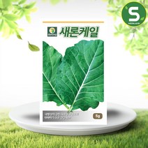 솔림텃밭몰 케일씨앗 5g 새론케일 쌈채소 잎채소 샐러드채소