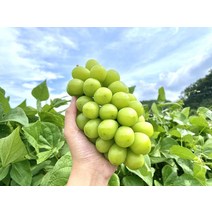 샤인머스켓, 특등급800g내외(1수)