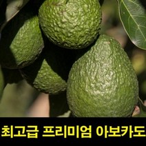 고씨네 프리미엄 아보카도2.1kg 아보카도유 아보카도아보카도 아보카도먹는법 아보카도요리 아보카도오일 아보카도효능 아보카도오일효능 아보카도유 아보카도퓨레 아보카도오일캡슐 냉동아보카도