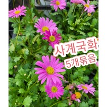 사계국화 5개묶음/연보라 꽃이 눈을 사로잡는 사계국화꽃, 5개