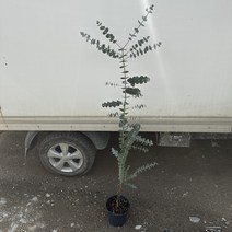 유칼립투스 블랙잭 140cm, 1개