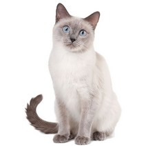 차량용 냉장고 미니 냉온장고 캠핑용 온장고 3Ratels CM29 사랑스러운 고양이 페르시아 Birman Bombay 영국, 02 CM29-2_04 40cm(15.75 inch)