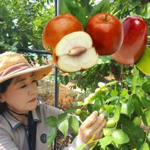 보은 생 햇 대추 사과대추 1kg, 1개, 사과대추 1kg 대과 (46~55과)