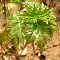 우산고로쇠나무 묘목 - 실생2년 뿌리 특묘 3개