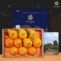 [명품패키지] 귤담원 레드향 한라봉 천혜향 명품 선물세트 3kg 5kg, 1박스, 11.천혜향 선물세트 5kg 중대과(17-22과)