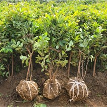[꽃나무] 팥꽃나무 50~60cm 개화주 화분 농장직송 묘목