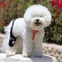 애견 보조기 닥터바우 강아지 보호대 슬개골 관절 탈구 인대 연골 탈골 골절, 한쪽형(우), S
