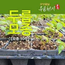 고성곰실 가시없는 참두릅 모종 10주x10묶음