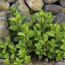 스피아민트-허브 8cm포트묘 모종 7개 노지월동 다년초 약용식물 식용식물 [케이야생화]