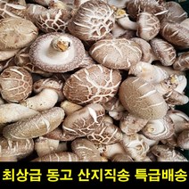 고씨네 생표고버섯특상품 동고1kg 표고버섯선물 버섯, 1개, 쿠팡 본상품선택