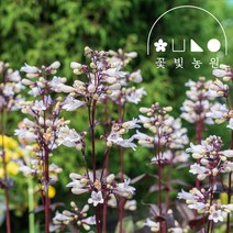 자엽 펜스테몬 3치포트 x10개 허스커 레드 여름꽃 모종, 3치포트(10개), 10개