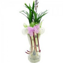 산천보세3 ej1 동양란 승진화분 축하 취임 영전 선물