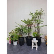 알록달록 남천 나무 5가지 사이즈 공기정화 식물 개업화분, h65, 플라스틱 기본화분, 1개