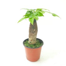 러브코리아 파키라(소) 실내공기정화식물 공기청정식물 파키라키우기, 단품, 1개