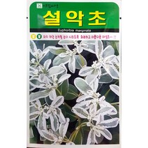 설악초 30립 꽃씨앗 허브씨앗 민속씨앗 아람종묘 23년