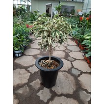 칼라벤자민/외목대