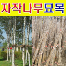 (D소망)백자작(자작나무)묘목(2년생) 7그루, 1개