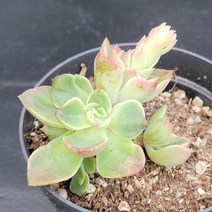 꽃다리 실큐군생 95 다육식물 다육이 아이만배송
