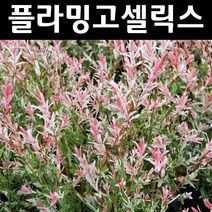 무늬버들(플라밍고셀릭스) 묘목 개화주 포트1개/정원수 조경수, 1개