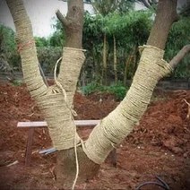 짚 커튼 보습 방한 원통형 단열재 심기 야자매트 짚 로프, 0.6 cm 약 130 미터