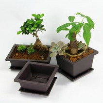 분재 화분 꽃 소나무 소사 해송 흑송 그릇 17X17X8, 1개