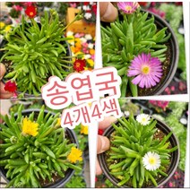 송엽국 4개4색/채송화 같고 사철 꽃을 피운다고 하여 사철채송화