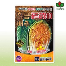 황금배추 씨앗 500립 라이코펜 함유 김장 절임 품종, 황금배추 씨앗(500립)