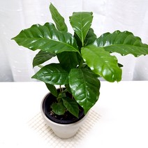 커피나무 관엽 실내 인테리어 공기정화 식물 생화 독일화분, 단품