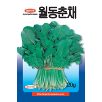 순무유채 후이나 하루나 유채 씨앗 종자 경신월동춘채 20g / 줄기가 길고 잎이 부드러워 김치 및 무침용으로 좋은 품종