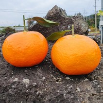 제주 서귀포 위미 효돈 레드향 3kg 가정용(7-14과) 1월-3월 제주특산 제철과일