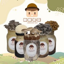 바바농장 1+1 국내산 버섯 키우기 키트 고기 느타리 황금팽이 표고버섯 노루궁뎅이 배지 베지 재배기 집에서할수있는취미, 표고버섯 1+1