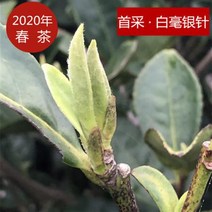 백호은침 백차 복정관양 고산생태백차 일광채백호은침 백차500g백차