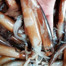 [식품의즐거움] 당일조업 국내산 총알오징어 1kg(9~13미 내외), 상세 설명 참조