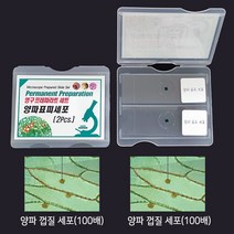 양파표피세포 (2개 1조)