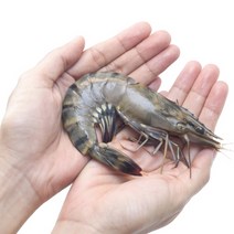 대게배달 구이용 블랙타이거새우 8미 500g 1+1개 추가 버터증정, 2개