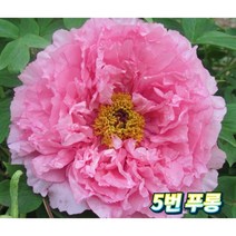 겹목단(푸롱)1주 대형종