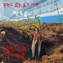 신선하고 향이 좋은 제철나물 강원도 땅두릅 독활, 1kg